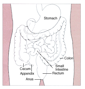 Diagram of colon, rectum, and other parts of digestive system